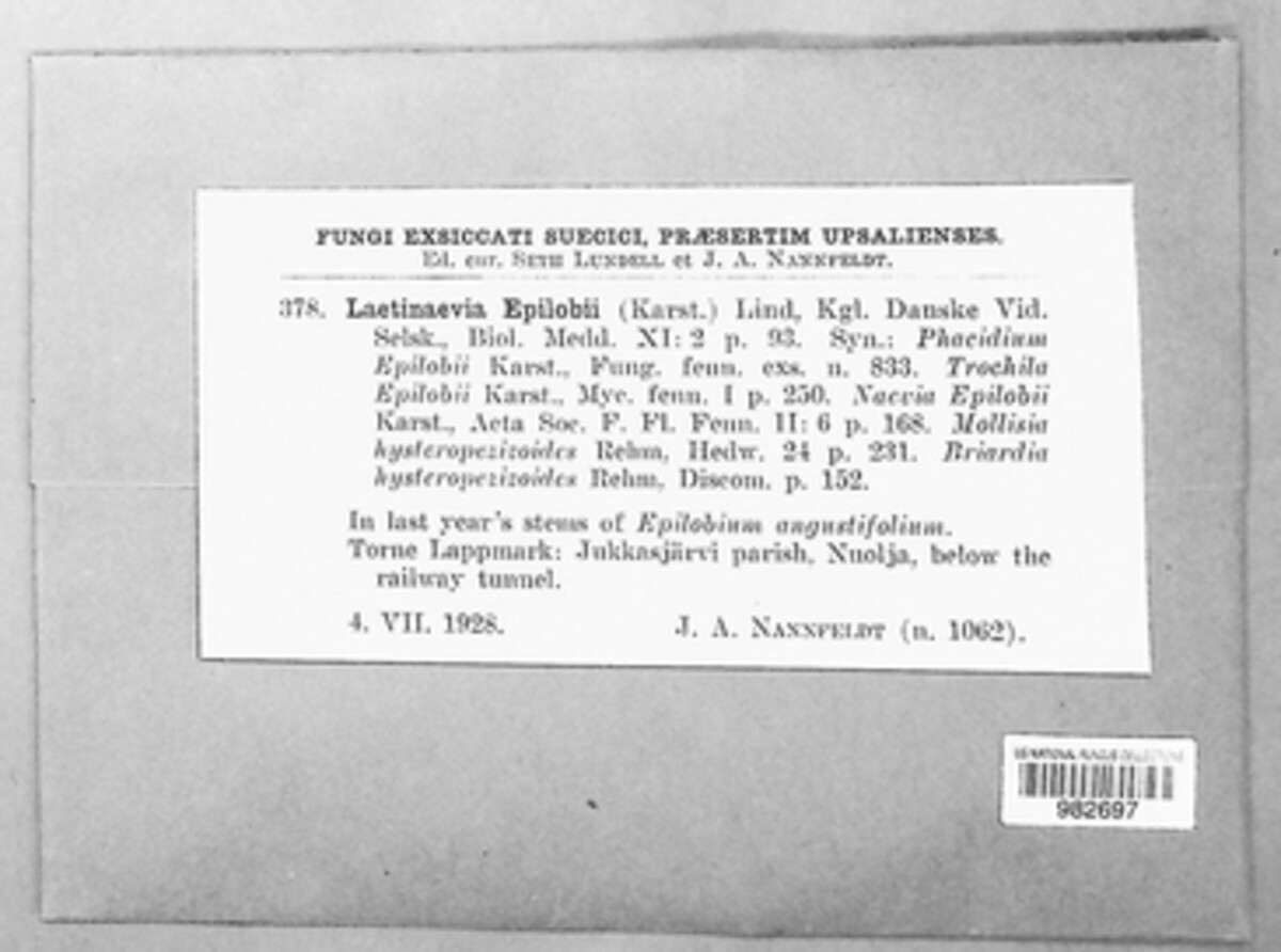 Naeviopsis epilobii image